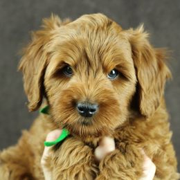 Cherry Lane Labradoodles breeder of 