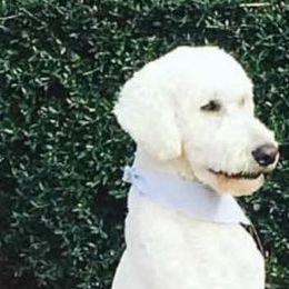 Beau - Poodle
