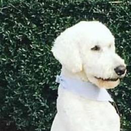 Beau - Poodle