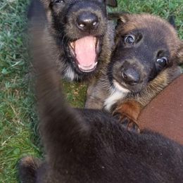 Belgian Malinois and German Shepherd Puppies from Von Kecohaus Kennels