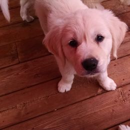 Golden Retriever Puppies from Creekside Golden Kennels