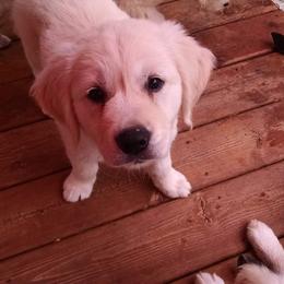 Golden Retriever Puppies from Creekside Golden Kennels