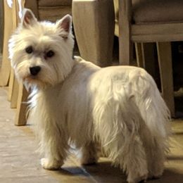 Charlie - West Highland White Terrier