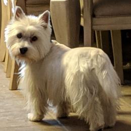 Charlie - West Highland White Terrier