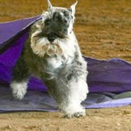 Ali - Miniature Schnauzer