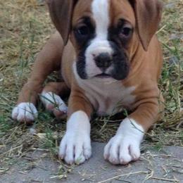 Boxer Puppies from Sinful Boxers