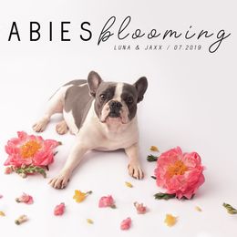 Luna - French Bulldog