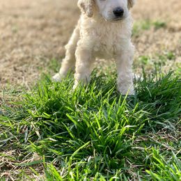 Poodle Puppies from Cosmic Caliber Standard Poodles