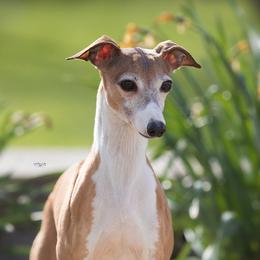 Jezzabell - Italian Greyhound