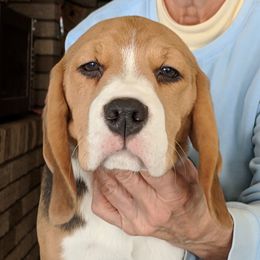 Beagle Puppies from Everwind Beagles