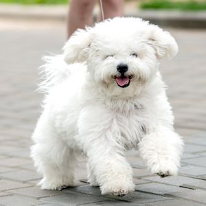 Bichon Frise
