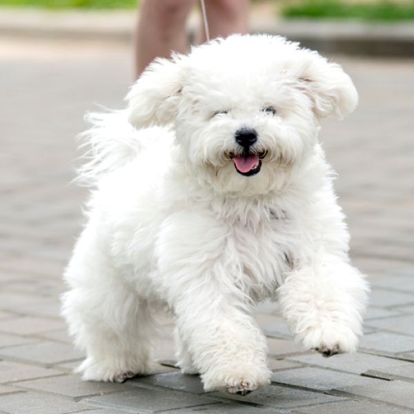 Bichon Frisé