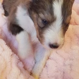 Shetland Sheepdog Puppies from Sharon’s Family Shelties