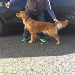 Columbia River Goldens breeder of Golden Retriever