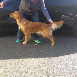Columbia River Goldens breeder of Golden Retriever