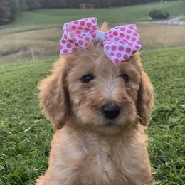 Boykin Spaniel and Labradoodle Puppies from Pine Brook Pups