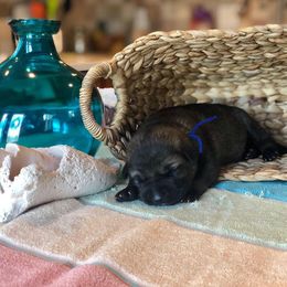  Puppies from Keys K9s