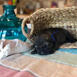 Puppies from Keys K9s