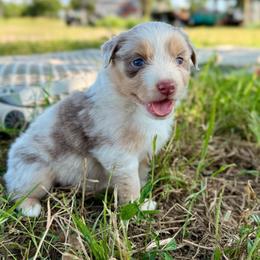 Red - Red merle female Australian Shepherd puppy in Iola, Texas from MK Aussies