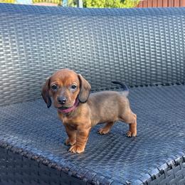 Hot pink collar girl - Red female Dachshund puppy in Modesto, California from The dachshunds