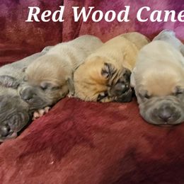 Cane Corso Puppies from Red Wood Cane Corso