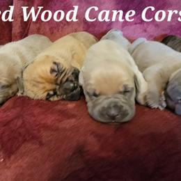 Cane Corso Puppies from Red Wood Cane Corso