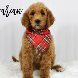 Bavarian - Red  male Goldendoodle puppy in Casa Grande, Arizona from AzDoodle Dandies