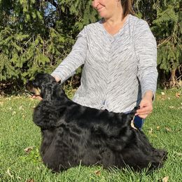 Cocker Spaniel and English Cocker Spaniel All Grown Up from Jesselle Cocker Spaniels