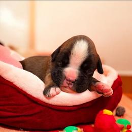Red boy - Fawn male Boxer puppy in Marion, Montana from Serendipity's European Boxers