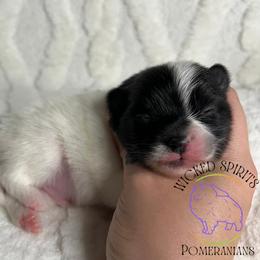 AKC FLASH - Black parti male Pomeranian puppy in Watkins Glen, New York from Wicked Spirits Pomeranians