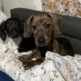 Billy Boy - Brindle male Dachshund puppy in Yelm, Washington from Hughes' Doxies