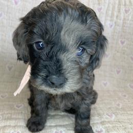 Jovie - Merle female Cockapoo puppy in Bedford, Iowa from Our Father’s Doodles