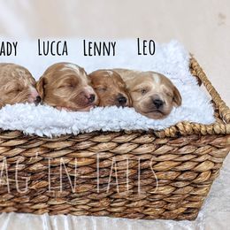 Bernedoodle and Cavapoo Puppies from Wag'in Tails