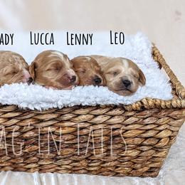 Bernedoodle and Cavapoo Puppies from Wag'in Tails