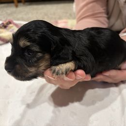 Mary - Black and cream female Dachshund puppy in Shelley, Idaho from Journey’s End Dachshunds