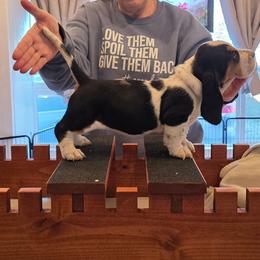 Annie - Black brown and white female Basset Hound puppy in Greenleaf, Idaho from Happy Acre Bassets