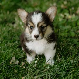 Abigail -Fluffy - White and black female Pembroke Welsh Corgi puppy in Oak City, Utah from Shells’ Corgis