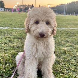 Theodosia - Cream female Goldendoodle puppy in Tybee Island, Georgia from Castaway Doodles