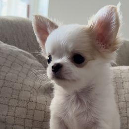 Marshmallow $5000 - Chihuahua puppy in Spring Hill, Florida from Stardom Chihuahuas