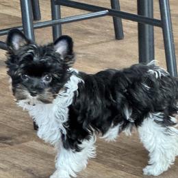 Sophie - Parti female Yorkshire Terrier puppy in Lyle, Washington from Sport Yorkie