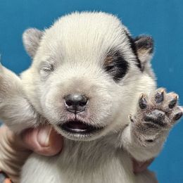 Snapdragon - Blue male Australian Cattle Dog puppy in China Grove, North Carolina from Indigojos Australian Cattle Dogs