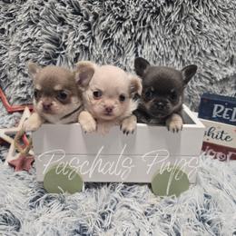 Strawberry - Cream female Chihuahua puppy in Bowdon, Georgia from Paschal's Pups