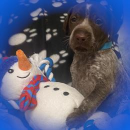 Blue collar - Liver roan male German Shorthaired Pointer puppy in Hardeman County, Tennessee from Howell Farm GSP