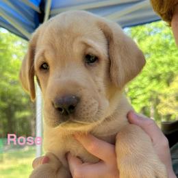 Rose - Yellow female Labrador Retriever puppy in Rock Hill, South Carolina from North Star Retrievers