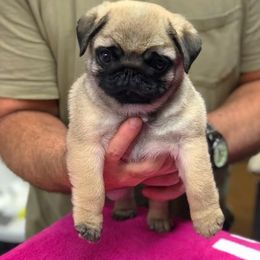 Havanese and Pug Puppies from Casa Blanca Pugs & Mardi Gras Havanese