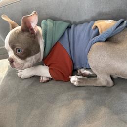 Boston Terrier Puppies from SB Bostons