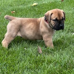 Boy 1 - Boerboel puppy in Blackfoot, Idaho from Rocky Mountain Boerboels
