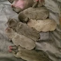 French Bulldog Puppies from Rock Island Frenchies of Texas