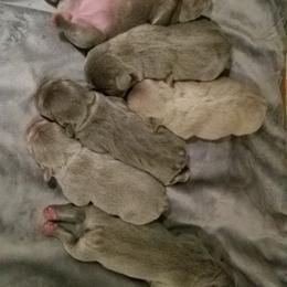 French Bulldog Puppies from Rock Island Frenchies of Texas