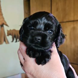 Cocker Spaniel Puppies from Cocker Paradise
